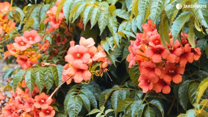 Bignonia capensis
