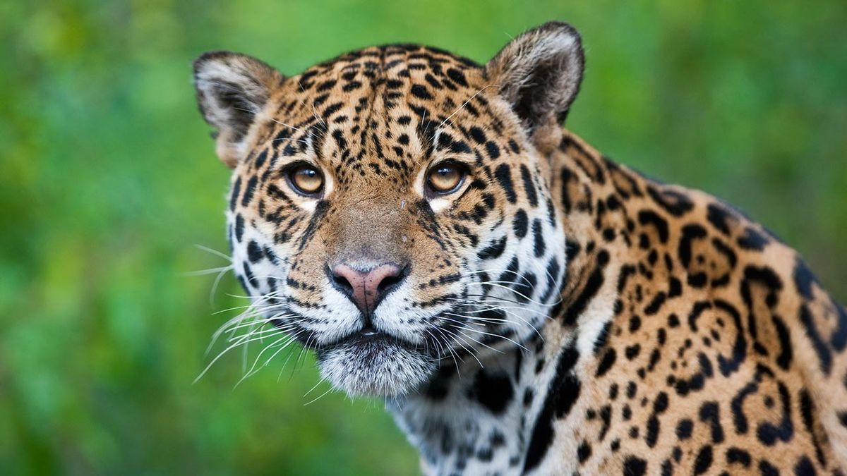 jaguar diferencias leopardo guepardo 1