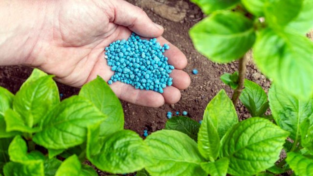 diferencia perlita blanca azul