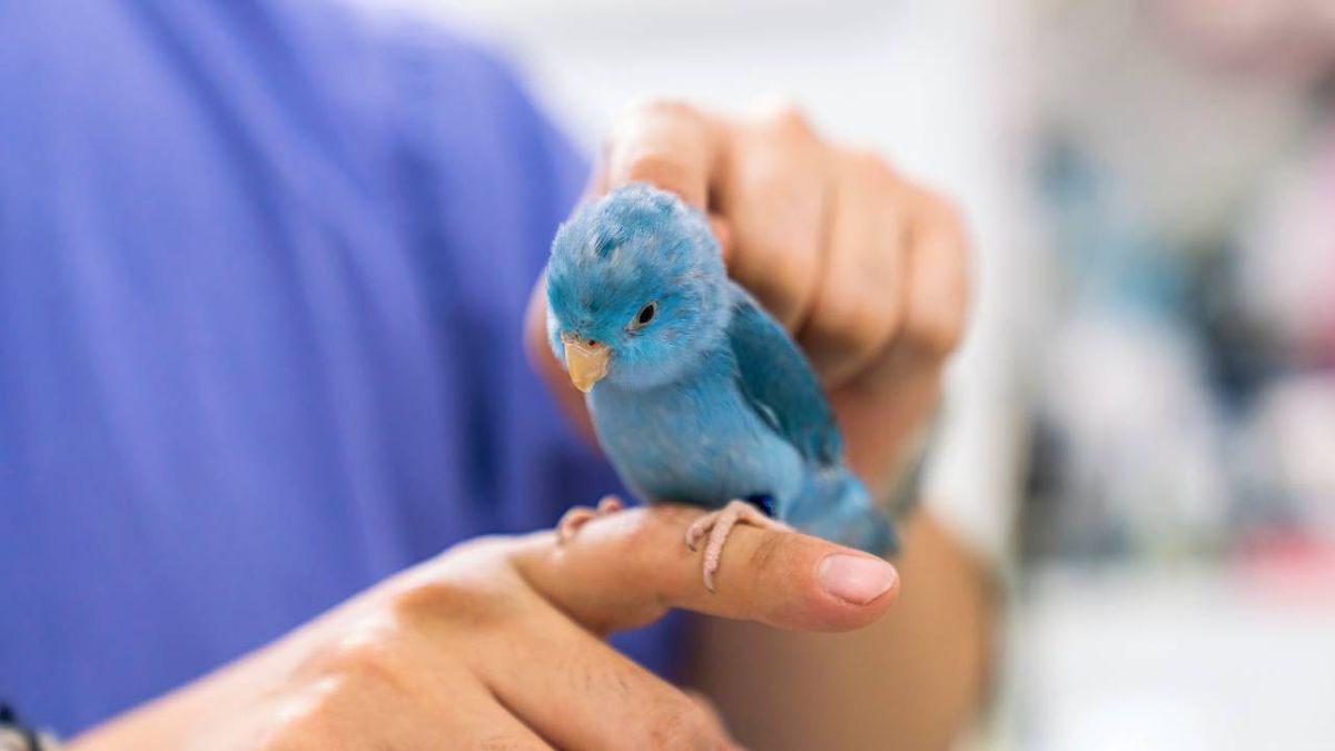 enfermedades mas comunes aves xl