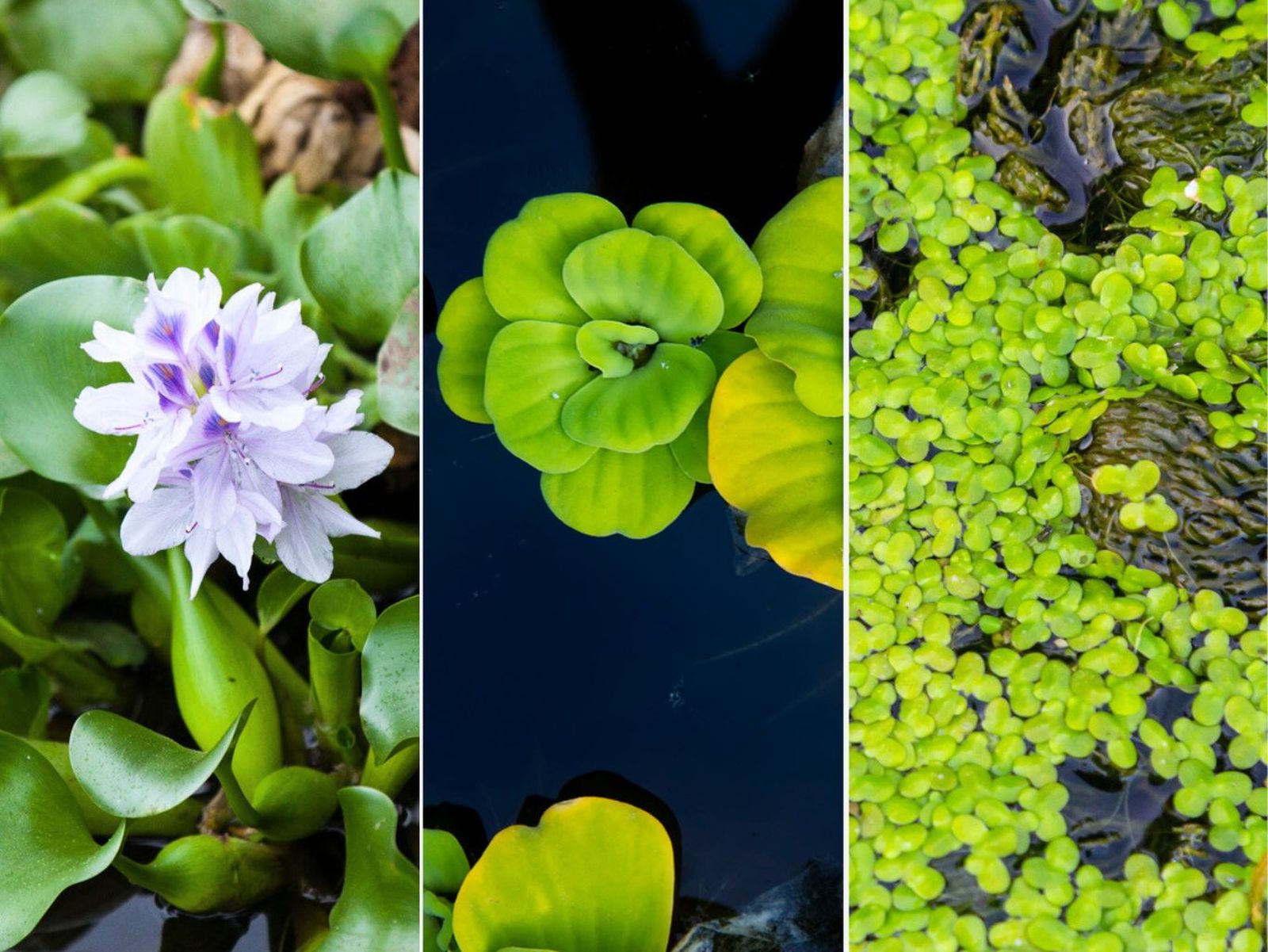 De izq. a drch.a: Eichhornia crassipes, Pistia stratiotes y Lemna minor.