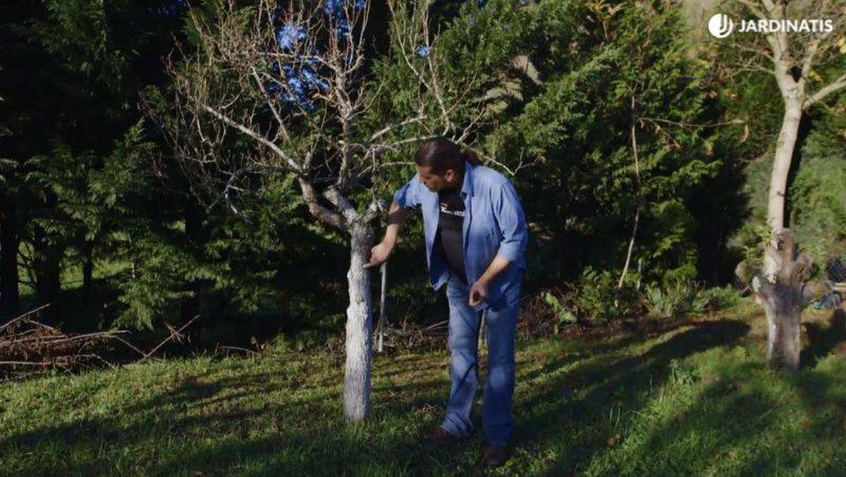 Las plagas suelen dejar sus huevas o larvas invernando en las grietas de los troncos