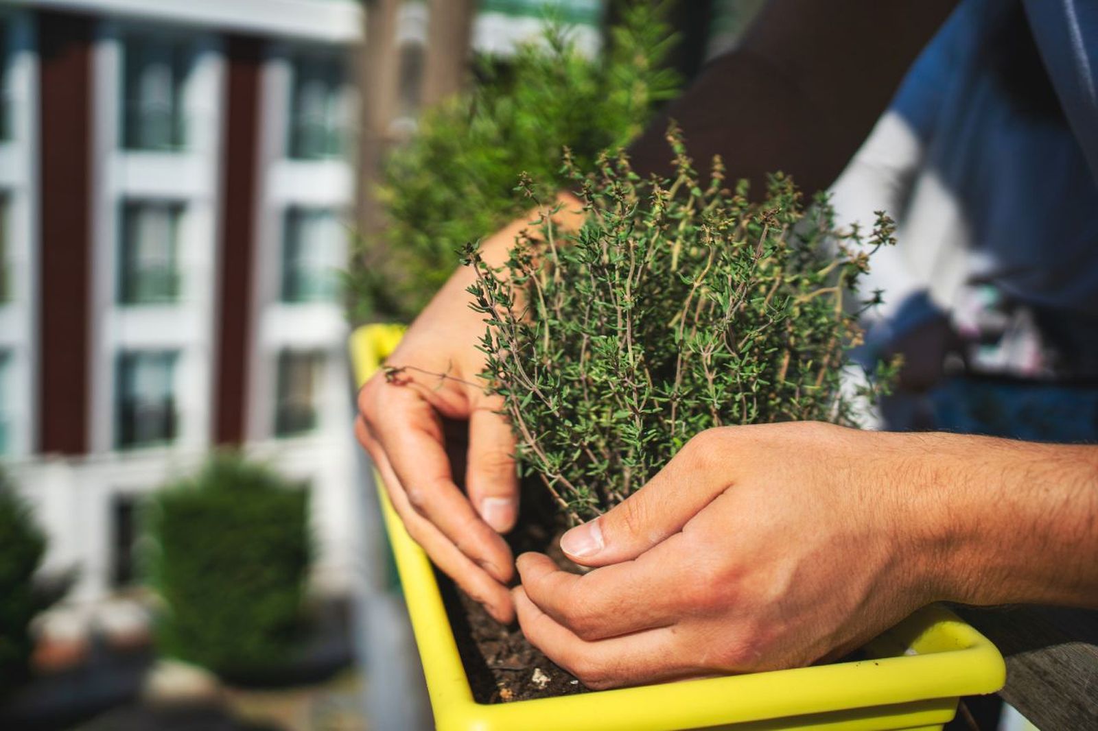 El tomillo es una planta aromática con muchos usos