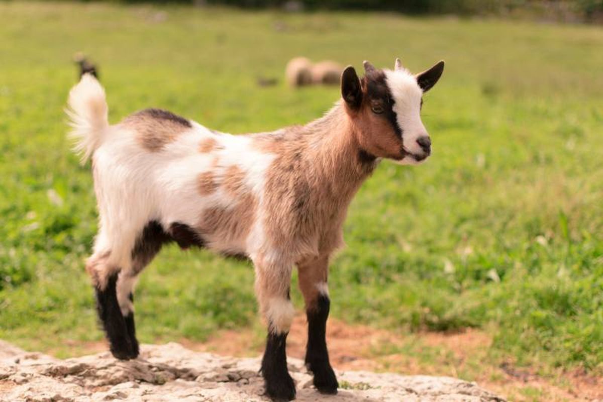La dieta de las cabras y ovejas enanas tiene que ser forraje de calidad, como por ejemplo pasto o heno.