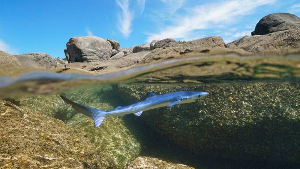 animales marinos visita verano costas espana tiburon tintorera