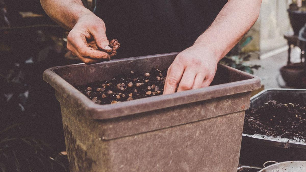 brico 1015 jardin siembra de camelias tiesto