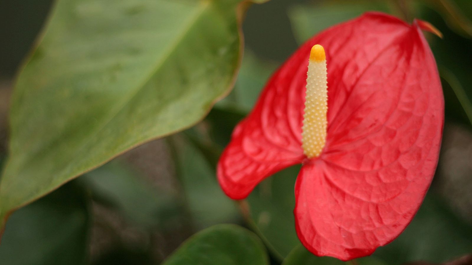 DEKO_JARDIN_490 anturio descripcion y cuidados xl