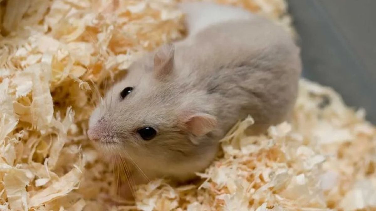 como saber si un hamster es macho o hembra 2