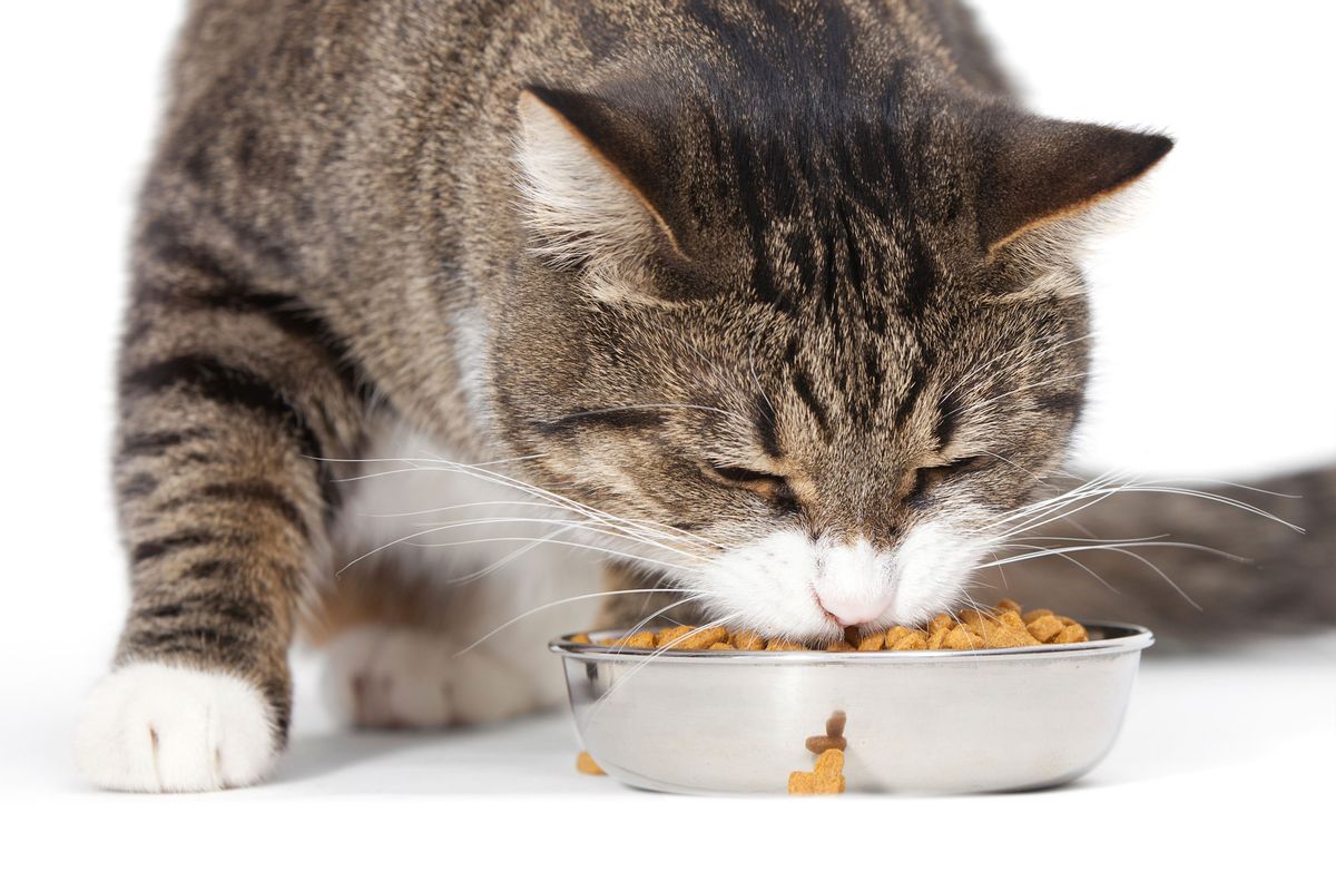 DEKO0515NV14 alimentacion gato castrado xl