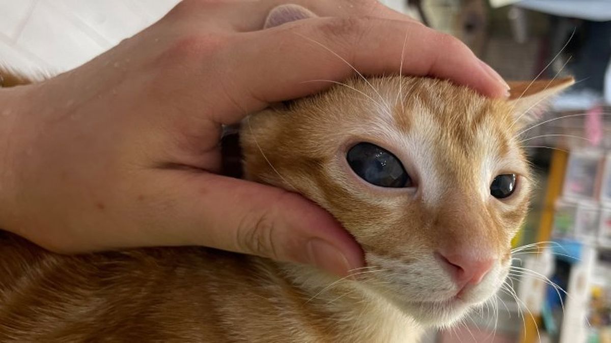 cuidados de los ojos de un gato 11