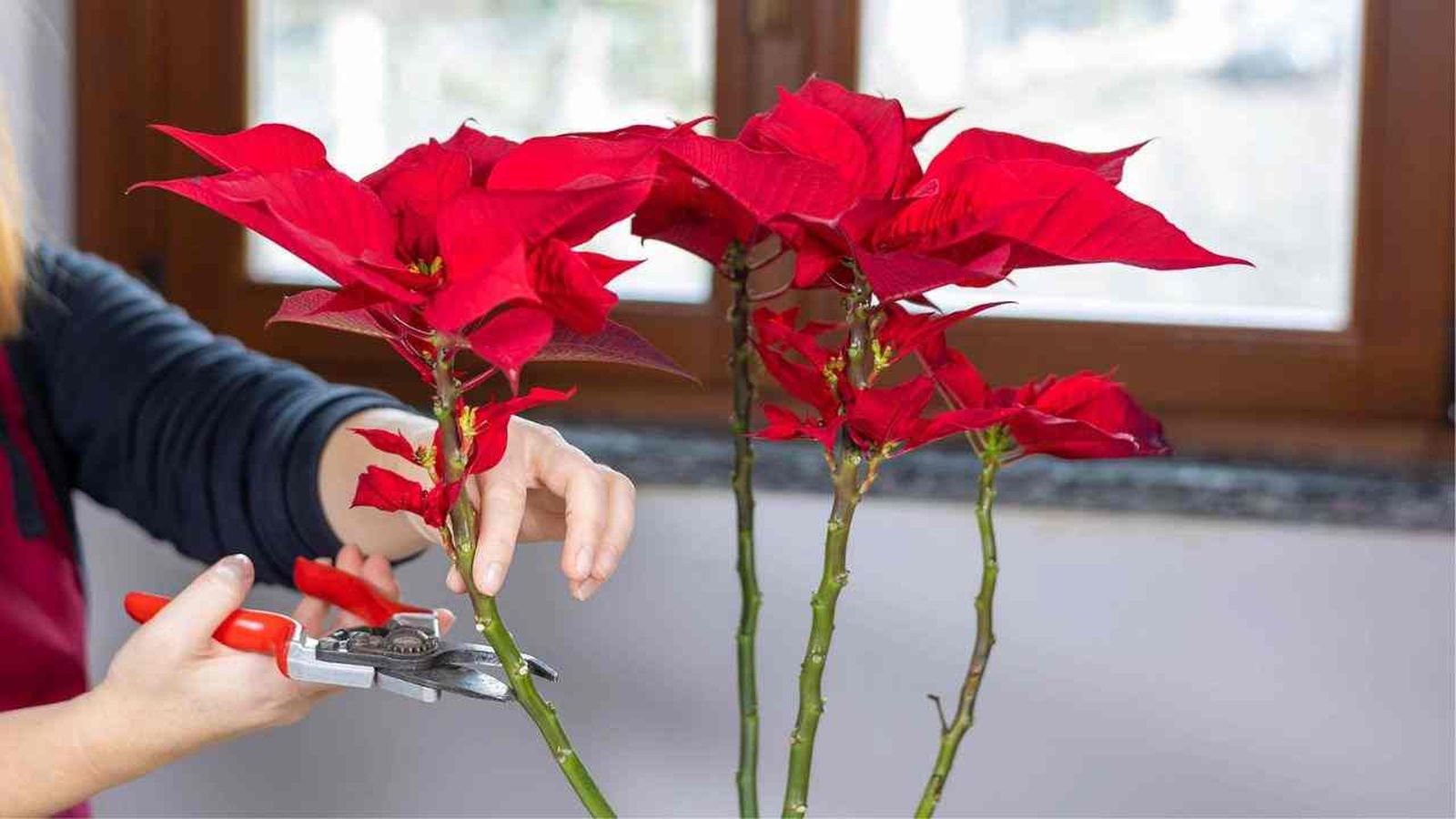 como podar flor de pascua