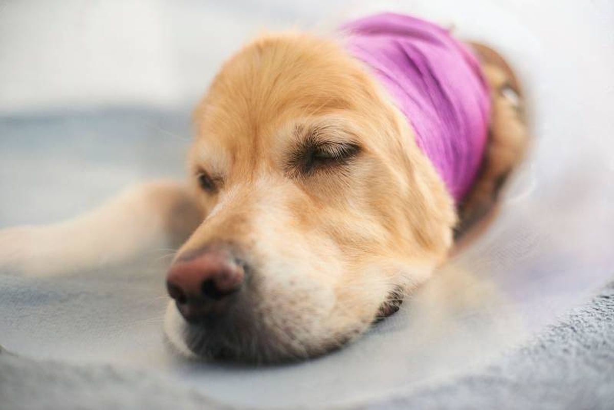 De forma diaria o según las indicaciones del veterinario, cambia las gasas y vendajes.