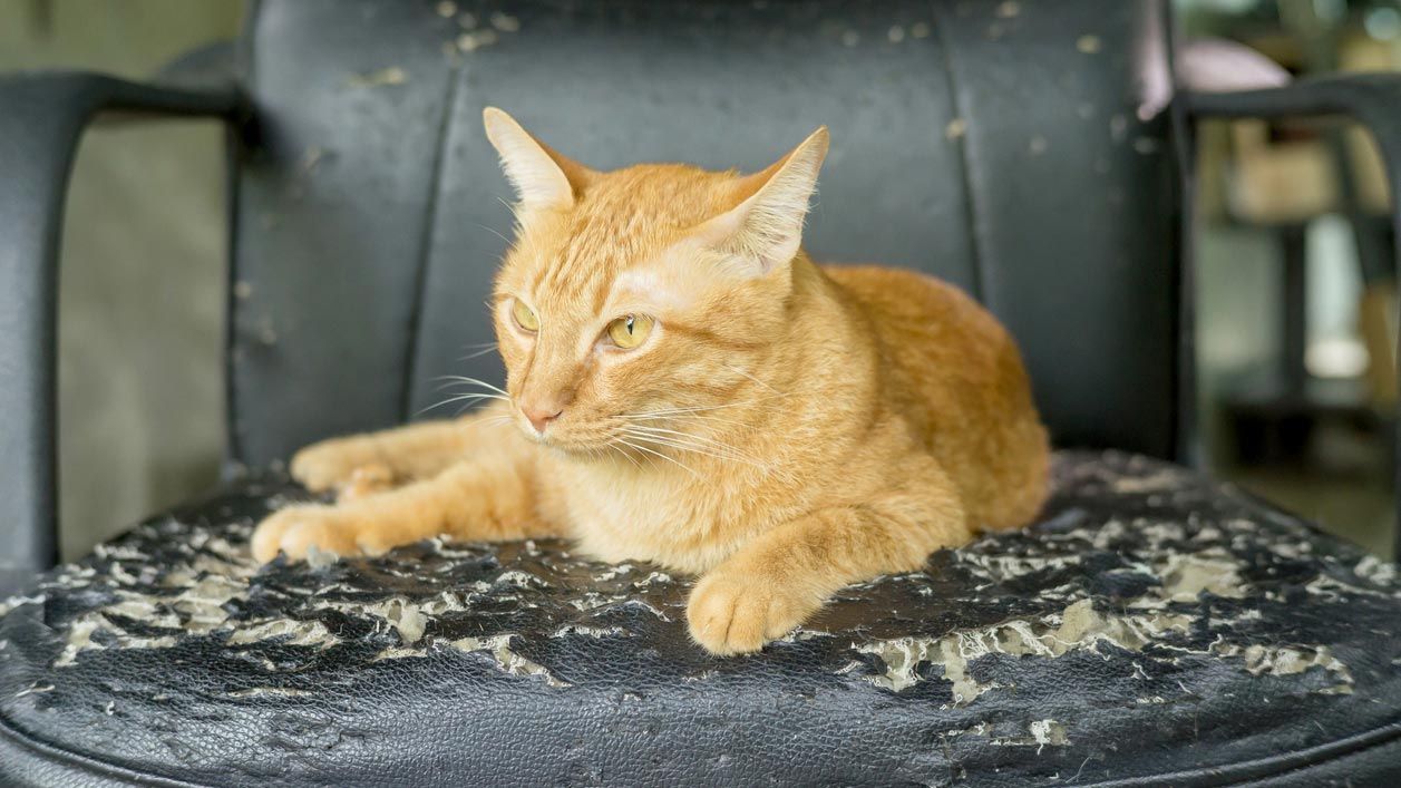 sofa aranazos gatos 2