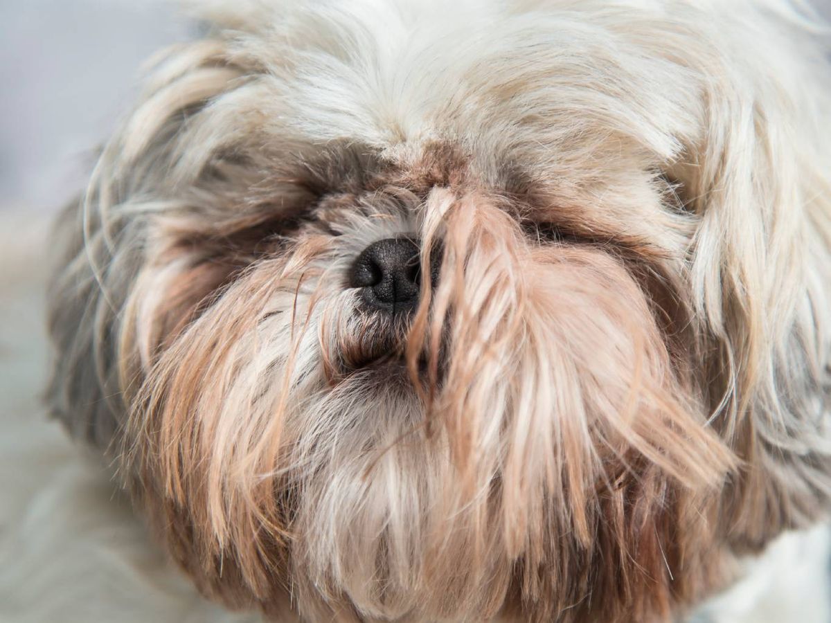 El shih tzu es una raza de perro de pequeño tamaño y aspecto muy característico.