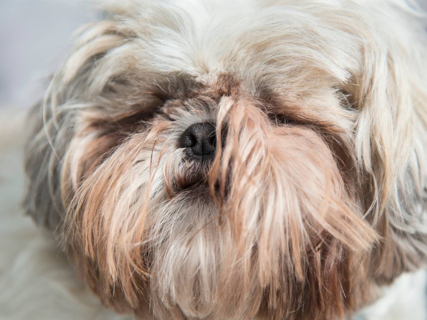 El shih tzu es una raza de perro de pequeño tamaño y aspecto muy característico.
