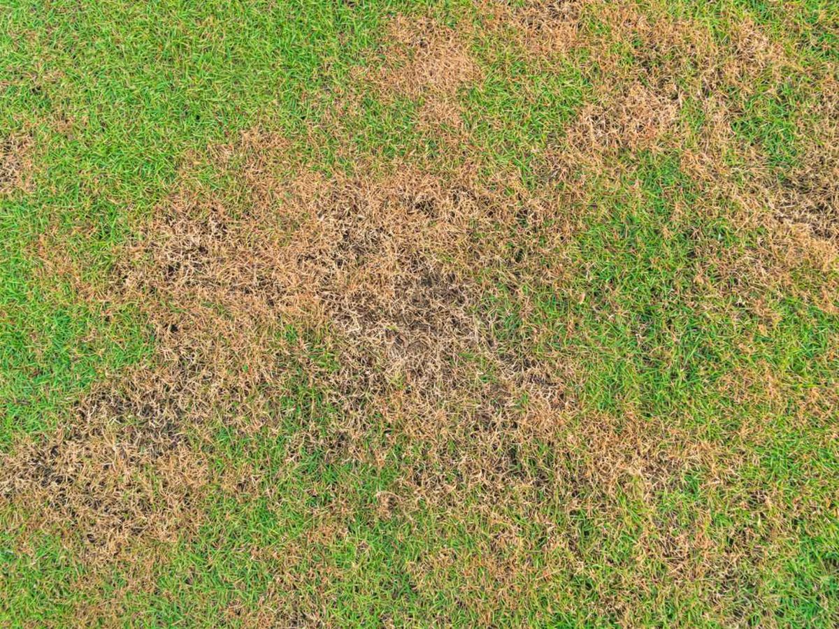 Un césped marrón puede deberse al ataque de ciertas plagas.