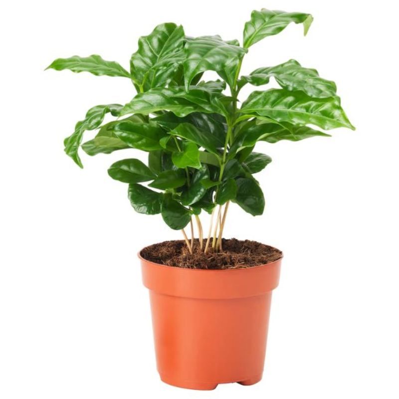 Planta del café