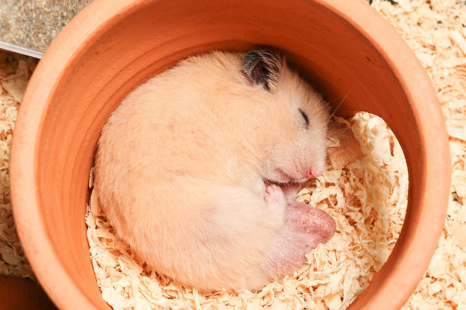 mascotas roedores salud hamsters 2