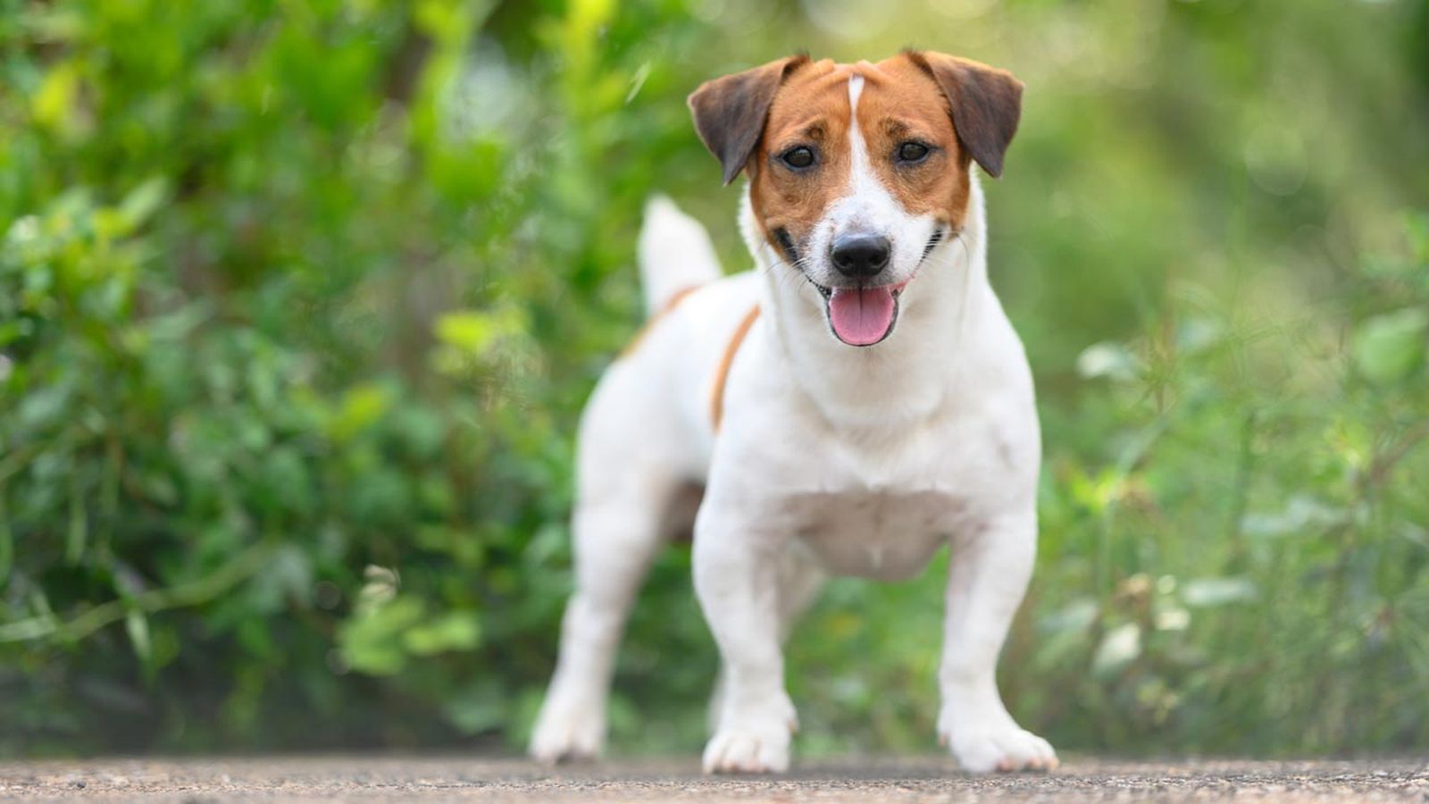 jack russel