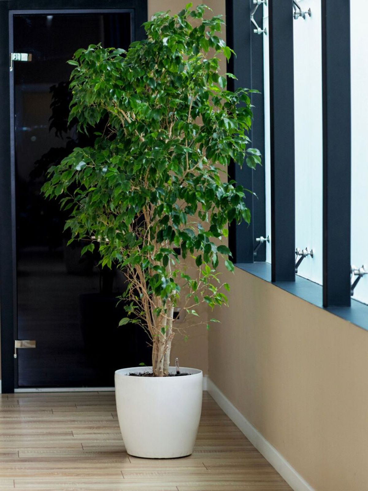 ficus benjamina arbol interior