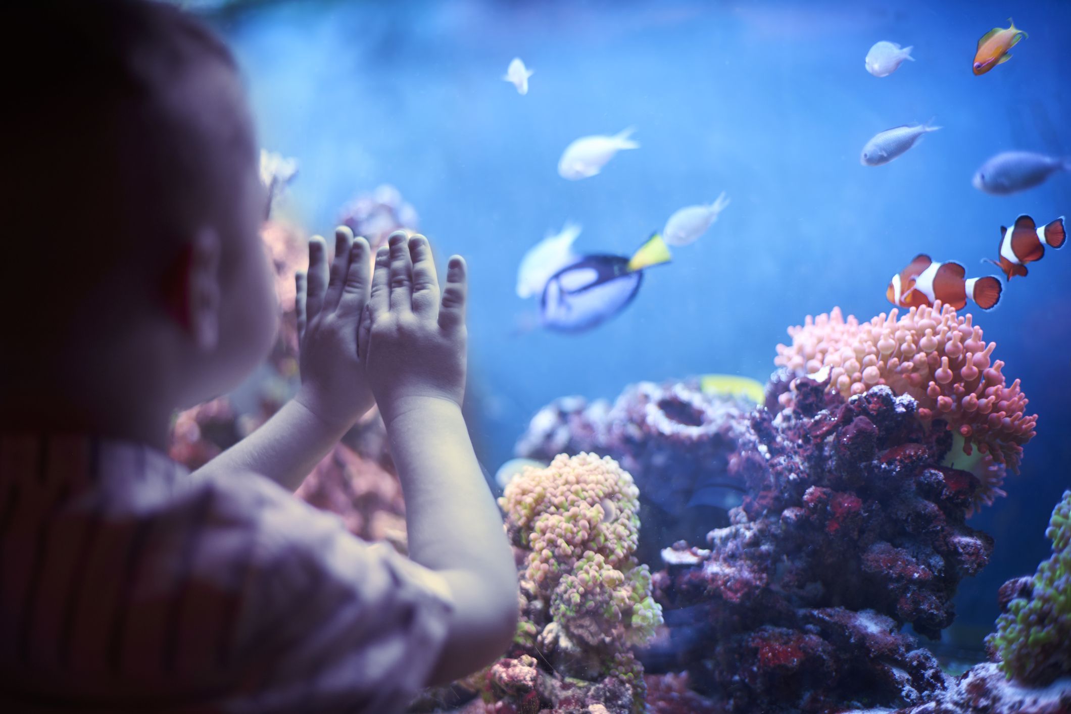acuario comunitario