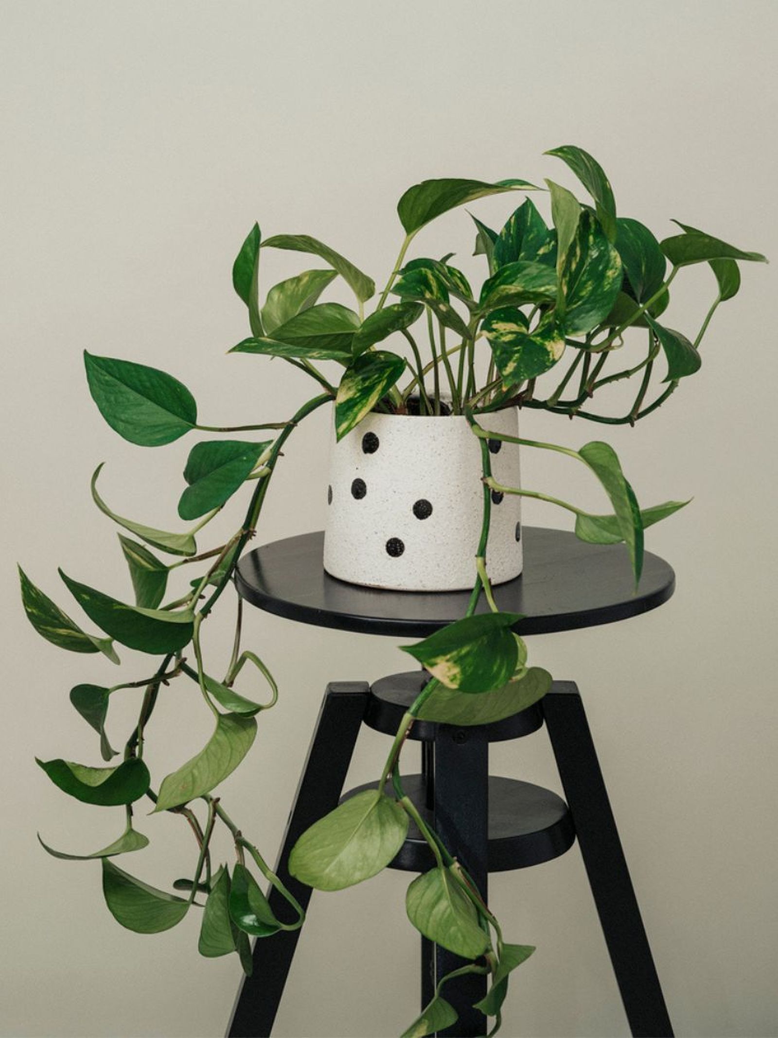 planta que sobrevive con.poca luz aspidistra poto