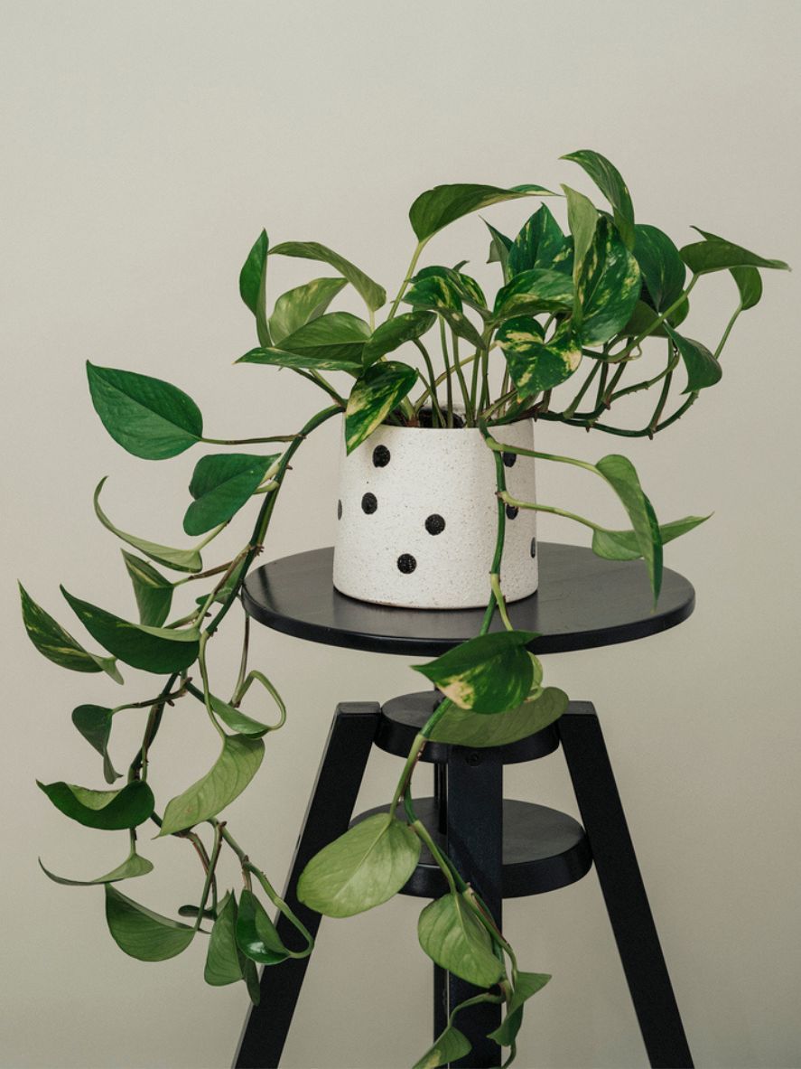 planta que sobrevive con.poca luz aspidistra poto
