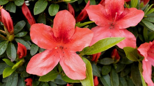 Azalea rhododendron simsii flor naranja