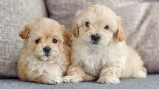 bichon maltes 6
