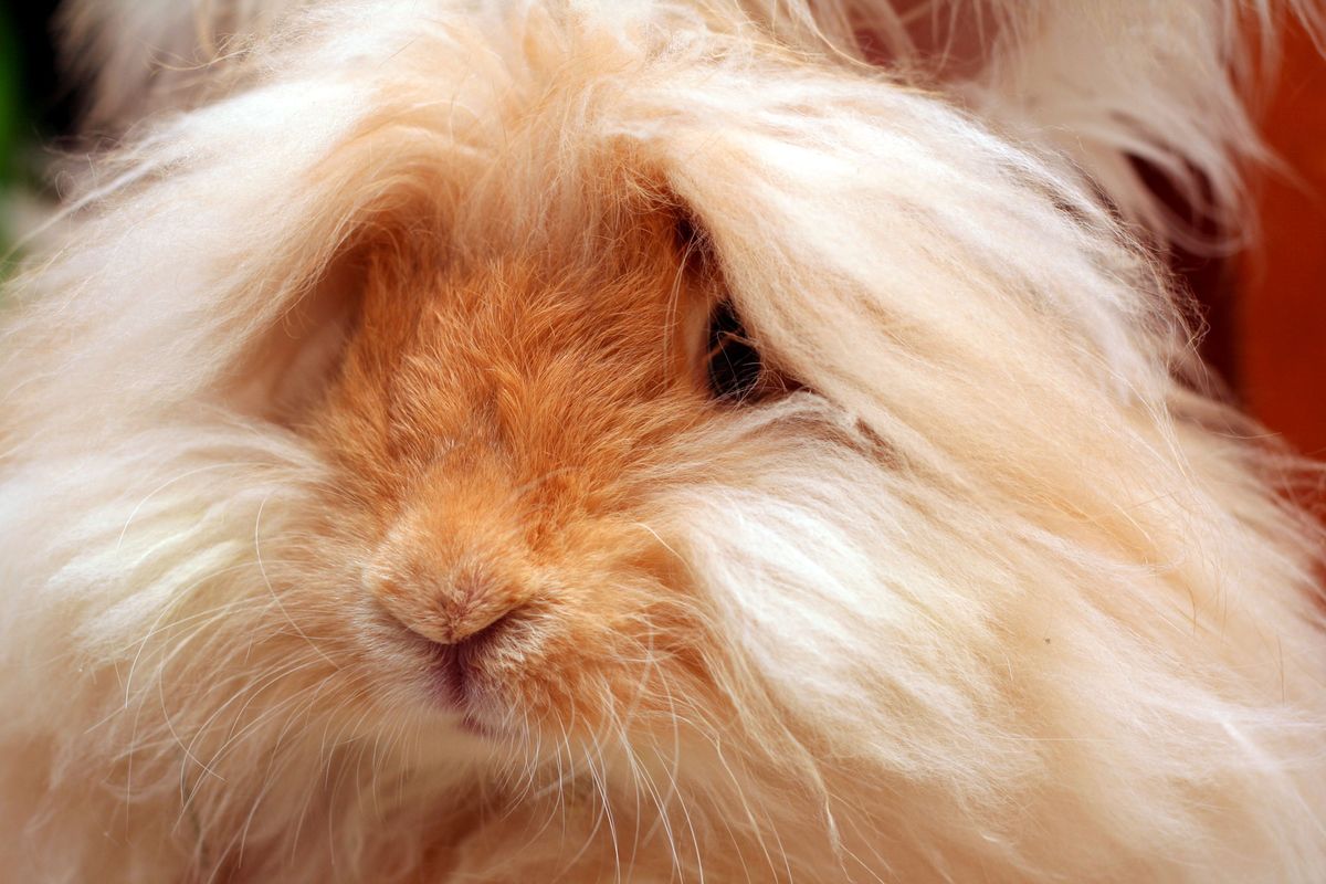 stop moda cruel angora