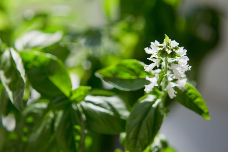 La albahaca dulce es un arbusto perfumado de fácil cuidado, ideal para climas cálidos.