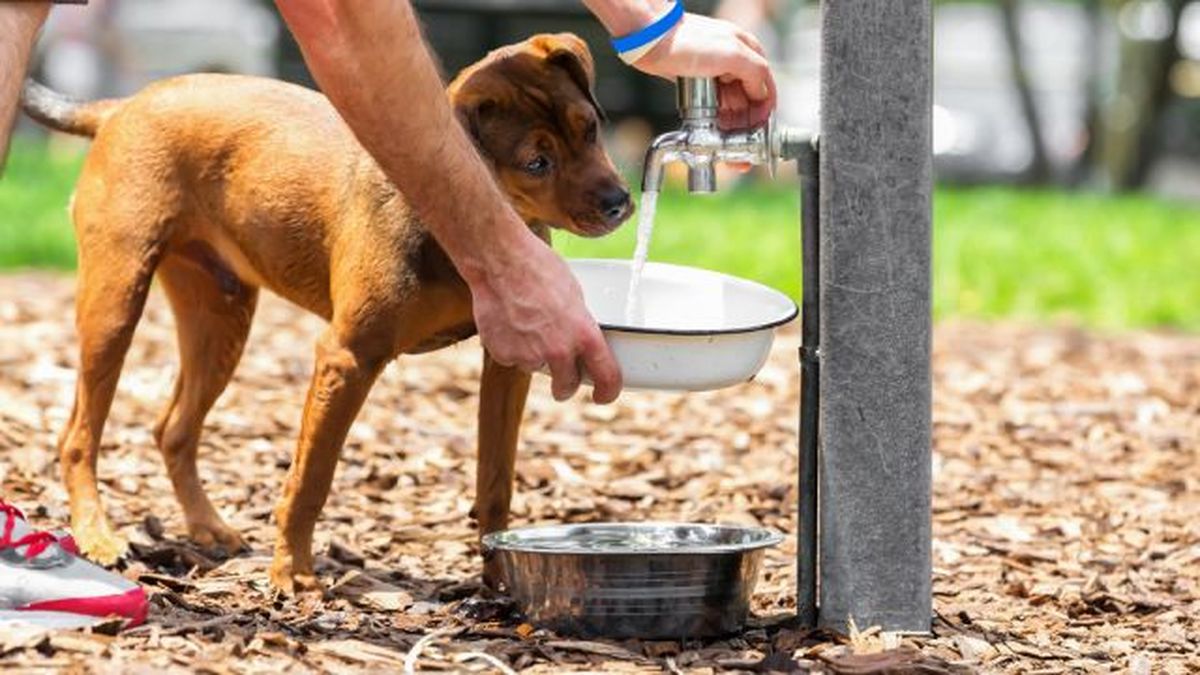 por que mi perro bebe mucha agua 2