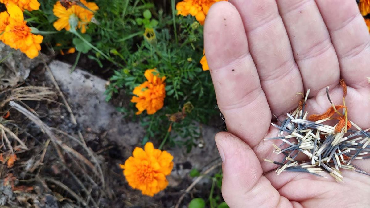 recoleccion semillas huerta ecologica xl