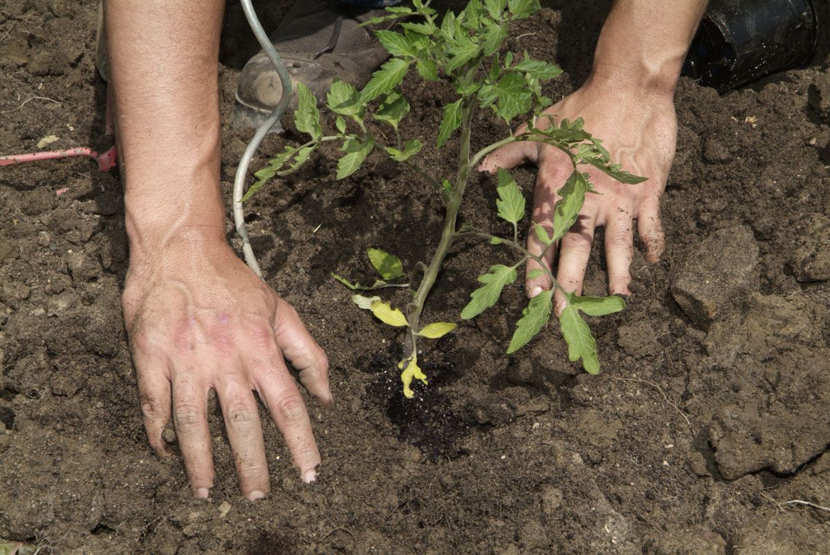 El huerto ornamental paso 4