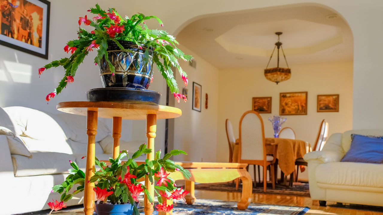 cactus de navidad en el interior del hogar