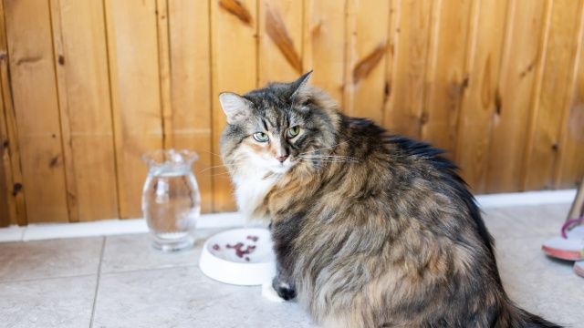 mi gato no come 6