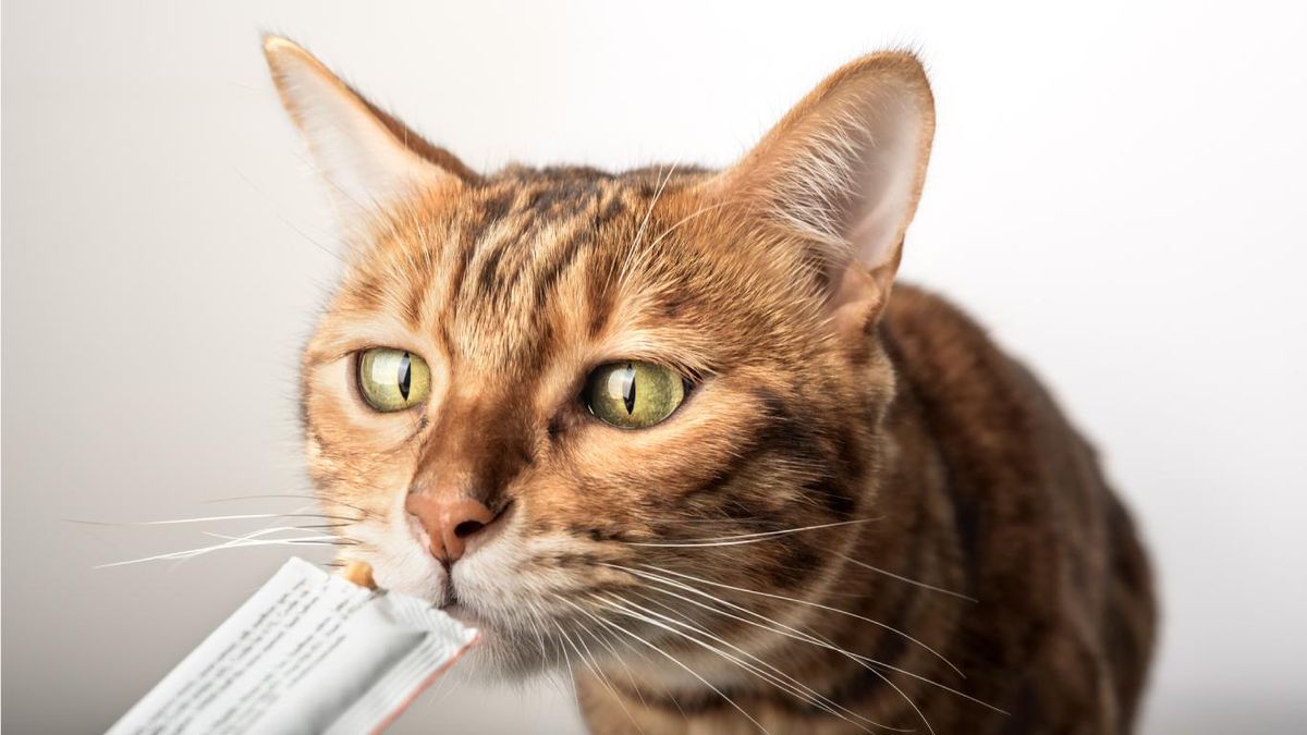 No hay gato que se resista a un sobre de snack húmedo.