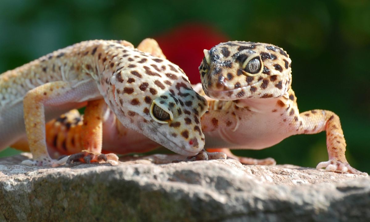 mascotas reptiles gecko leopardo