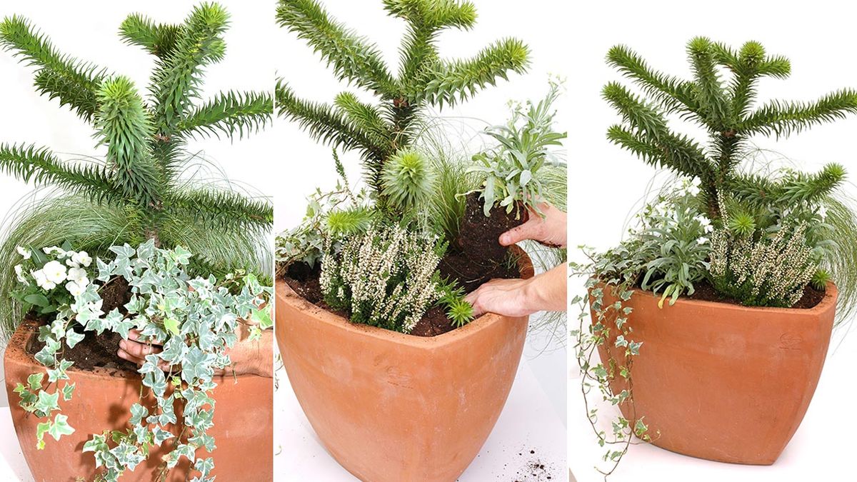 deco 122 composicion y trasplante de Araucaria 2