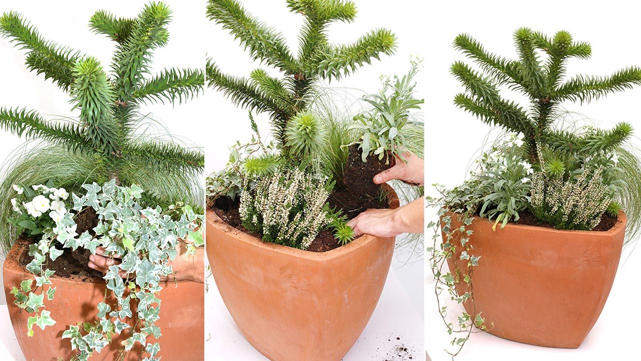 deco 122 composicion y trasplante de Araucaria 2