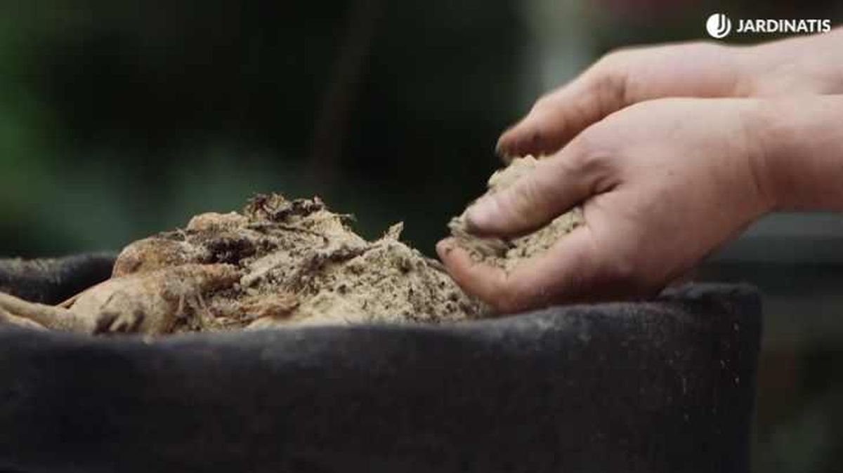 Conservar bulbos de dalia en arena