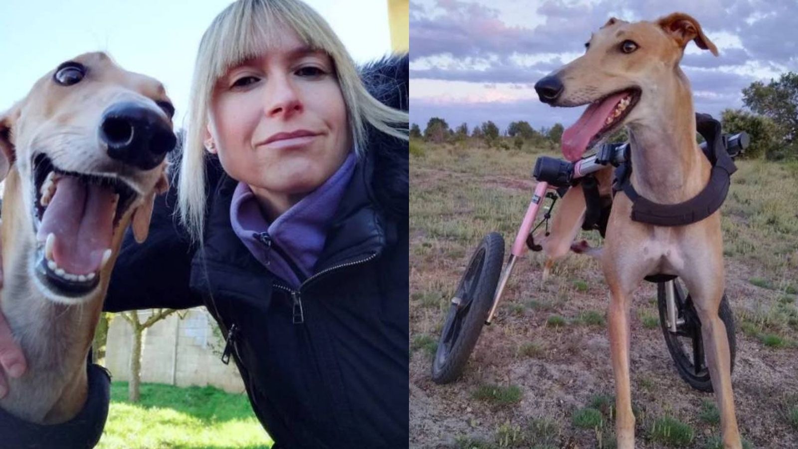 Le proporcionaron una silla de ruedas y ahora disfruta de una nueva vida