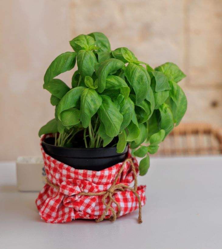 planta albahaca