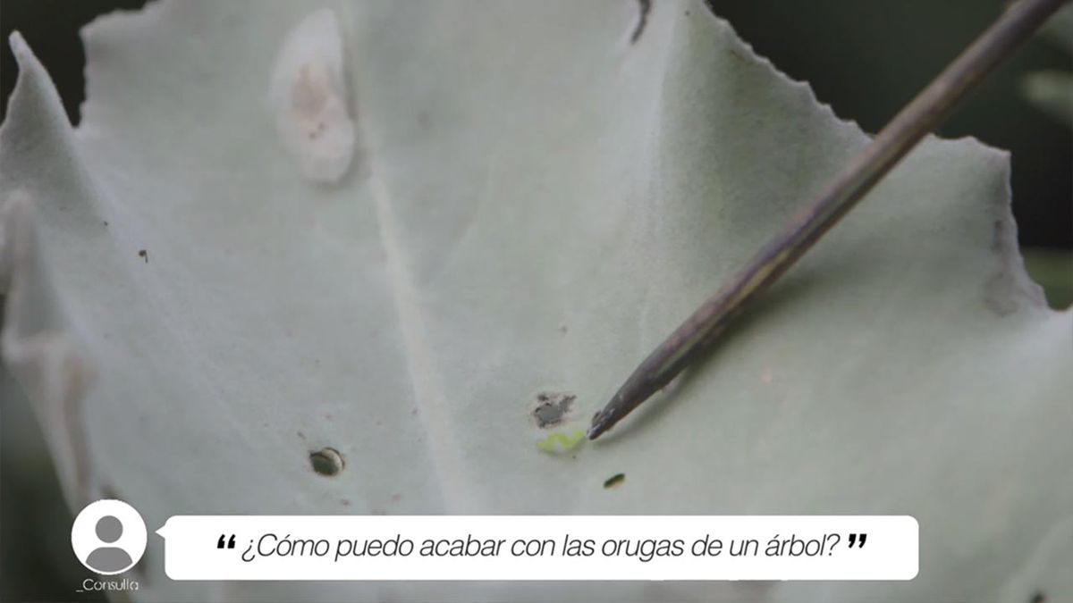 brico 1020 jardin briconsulta orugas en arbol xl