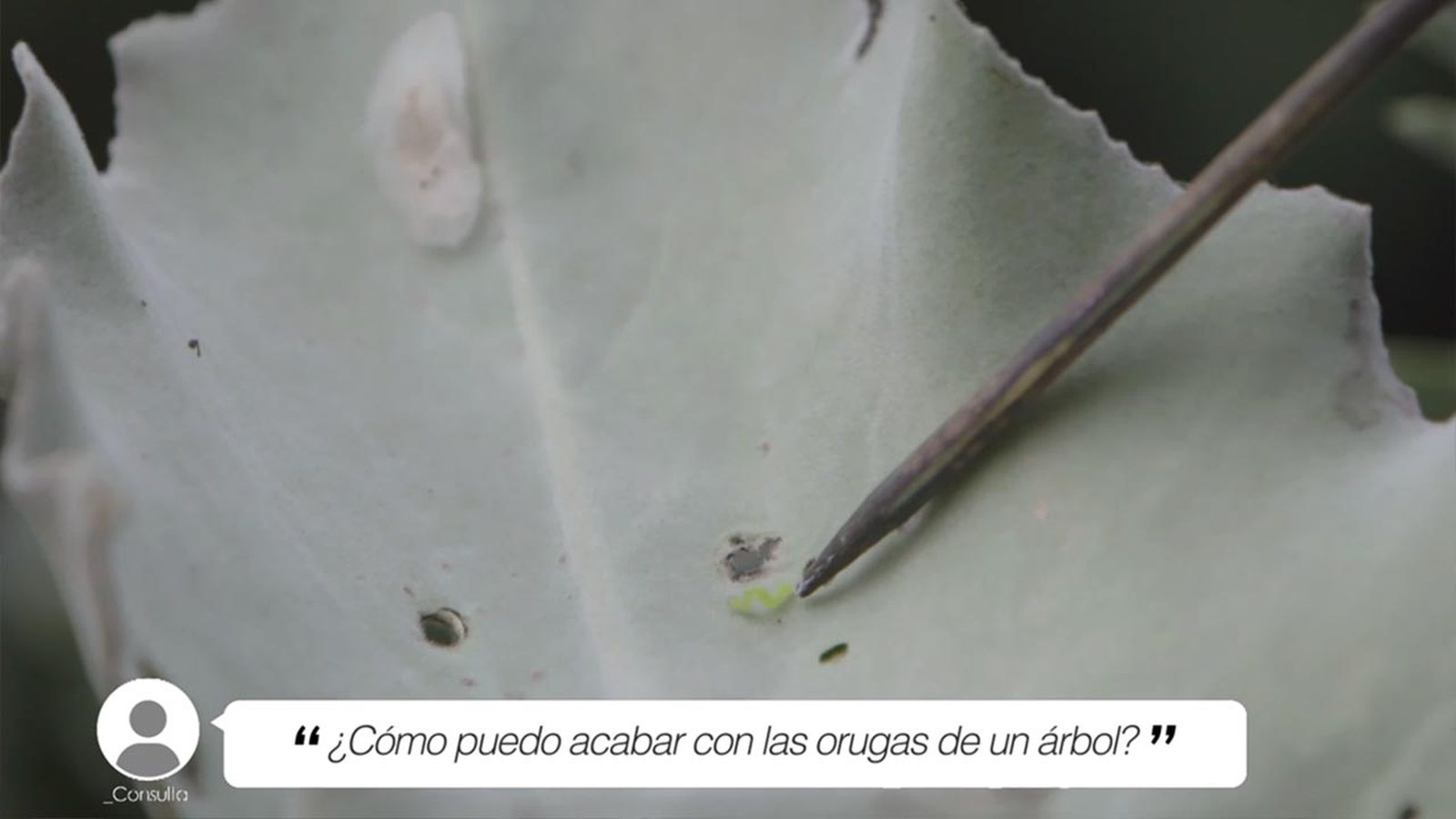 brico 1020 jardin briconsulta orugas en arbol xl