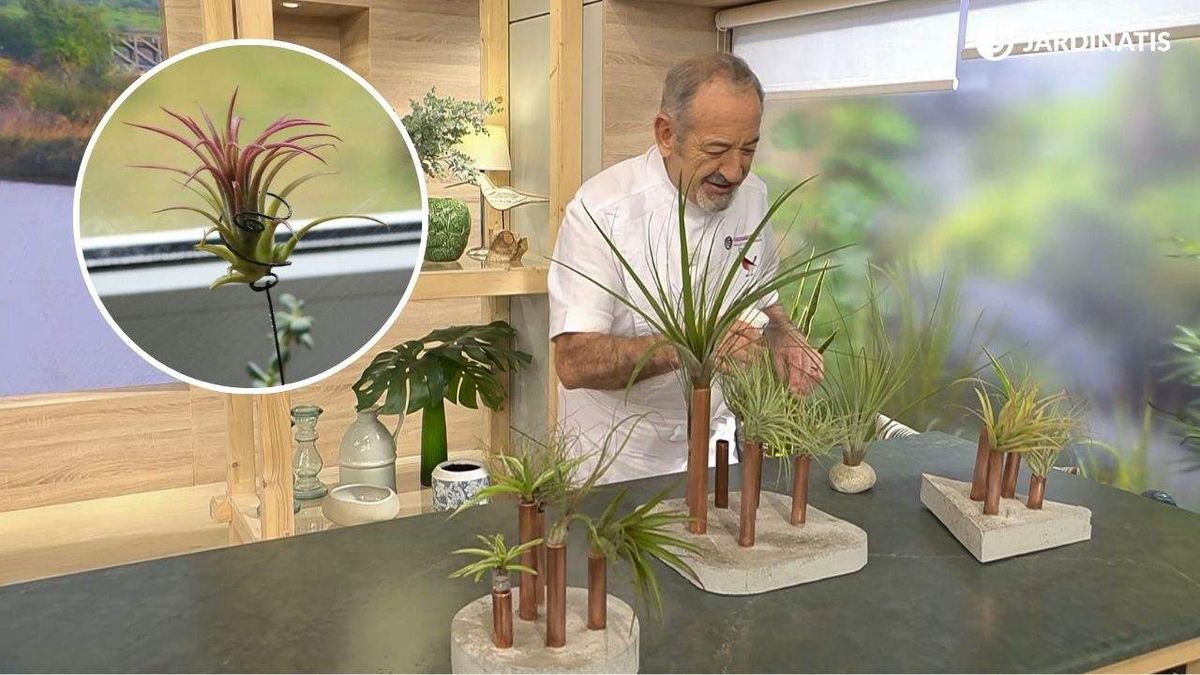 Karlos Arguiñano mantiene sus claveles del aire de forma muy sencilla.