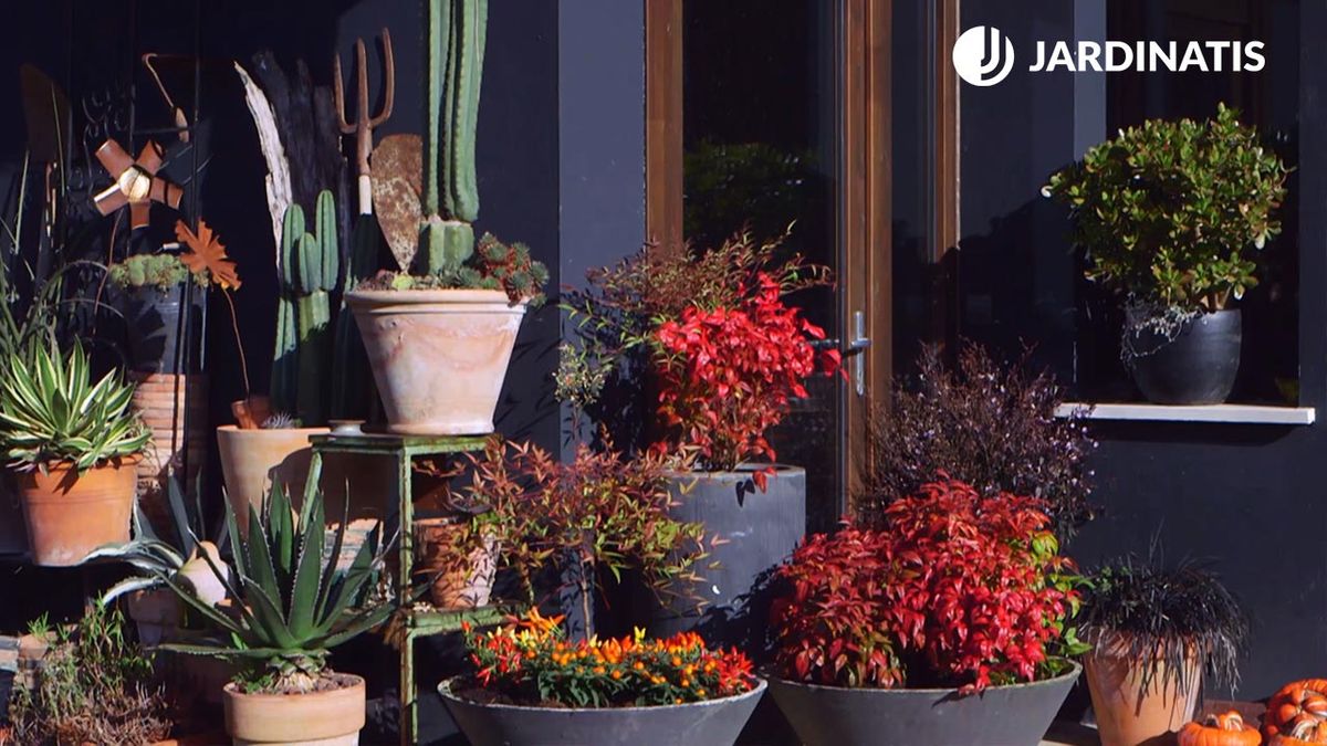 brico 937 3 variedades nandinas composicion detalle