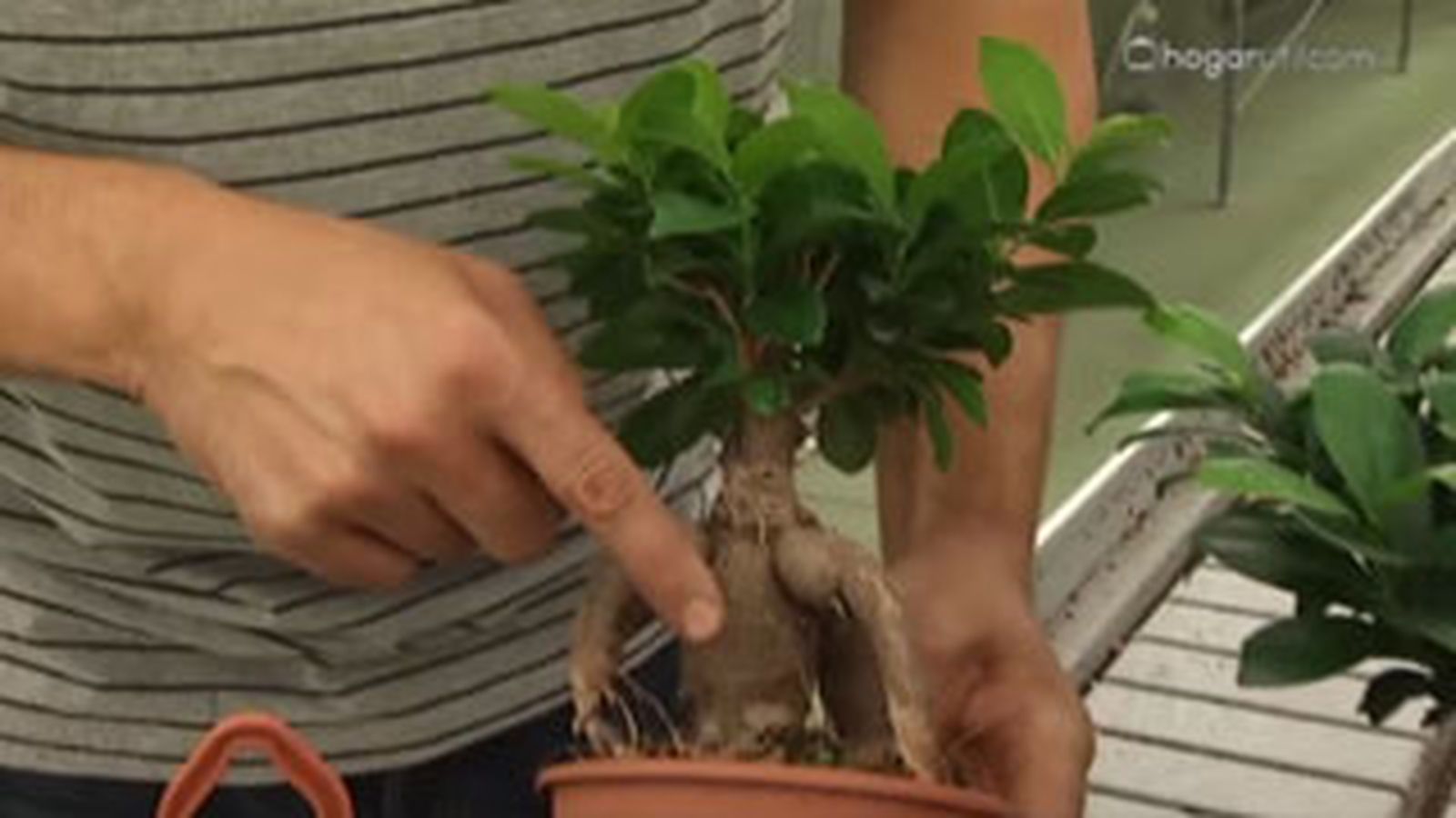 DEKO_JARDIN_403 aporte estetico ficus ginseng