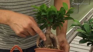 DEKO_JARDIN_403 aporte estetico ficus ginseng