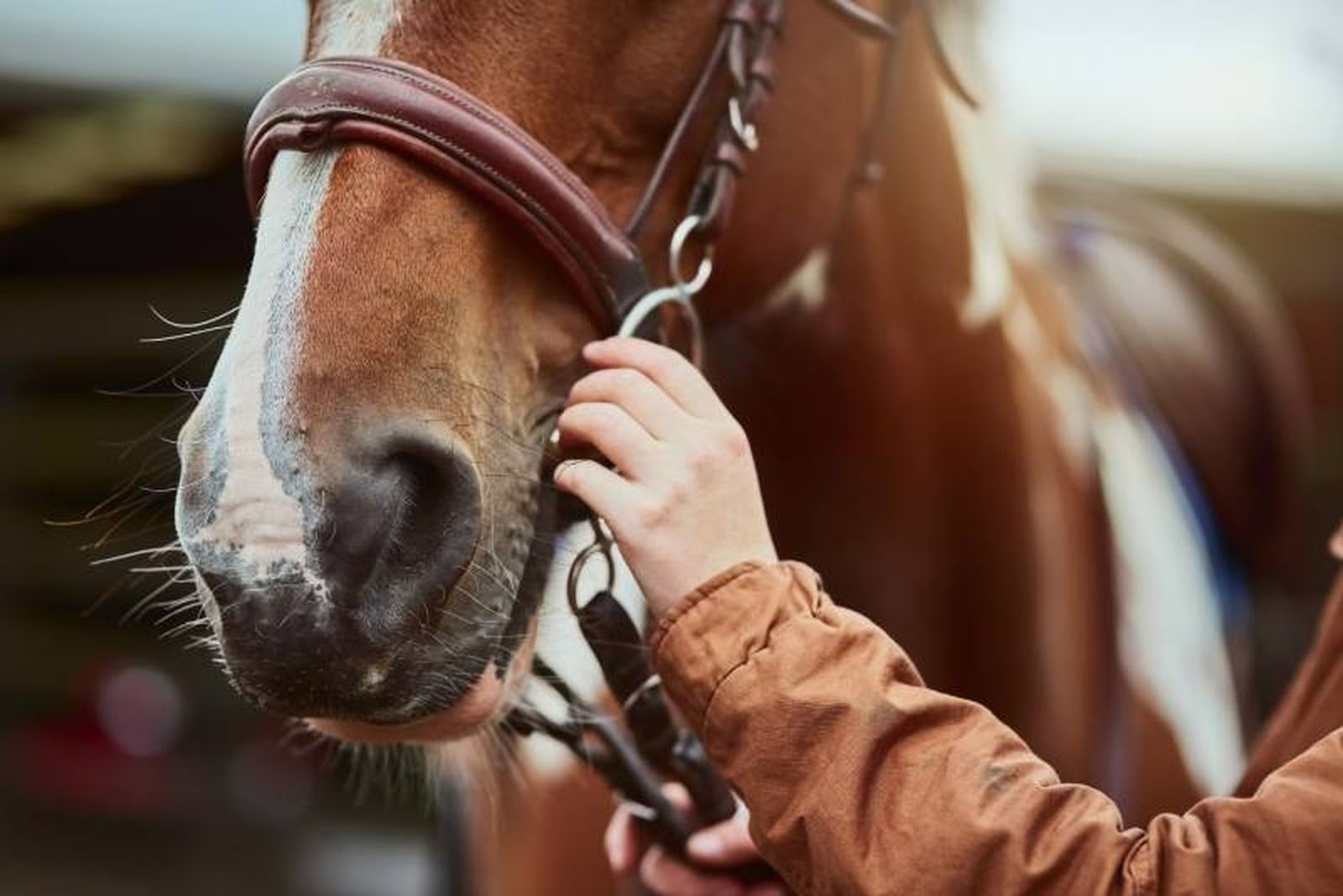 Los caballos de finca van a necesitar que les precises de una serie de cuidados.